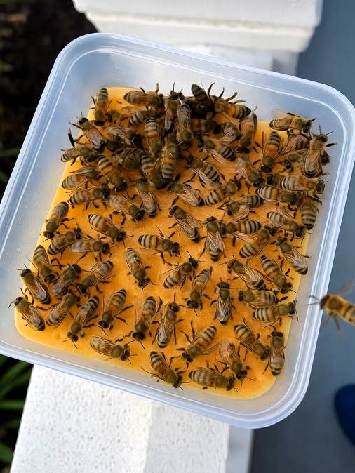 Rescate a Abejas: La Mejor Guía para Salvarlas en 2023
